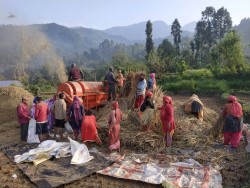 धान भित्र्याउदैं किसान, थ्रेसर मेशिनतर्फ बढ्दो आकर्षण